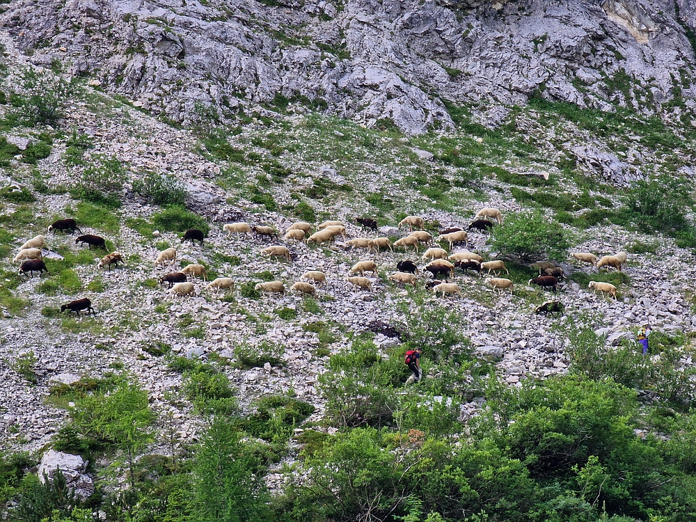 Slika je vidna v Google Chromu.