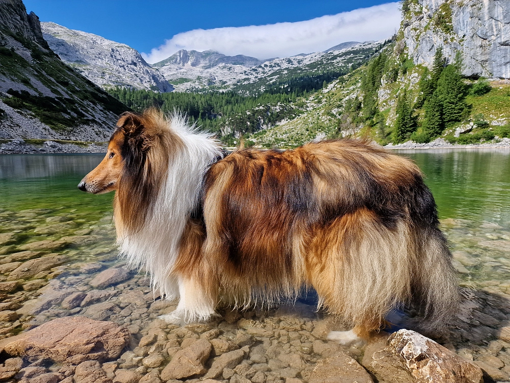 Slika je vidna v Google Chromu.