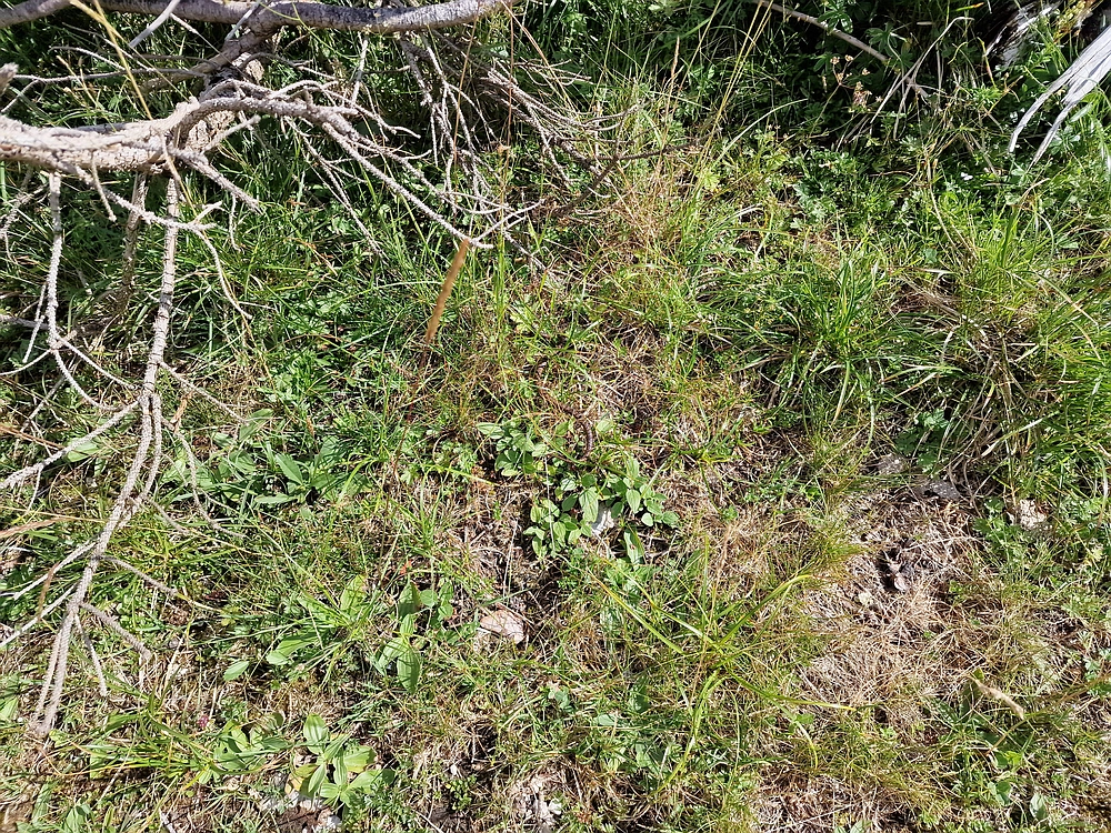 Slika je vidna v Google Chromu.