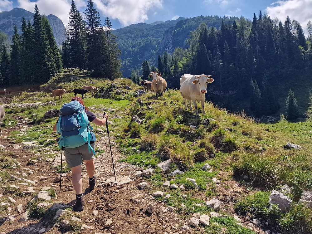 Slika je vidna v Google Chromu.