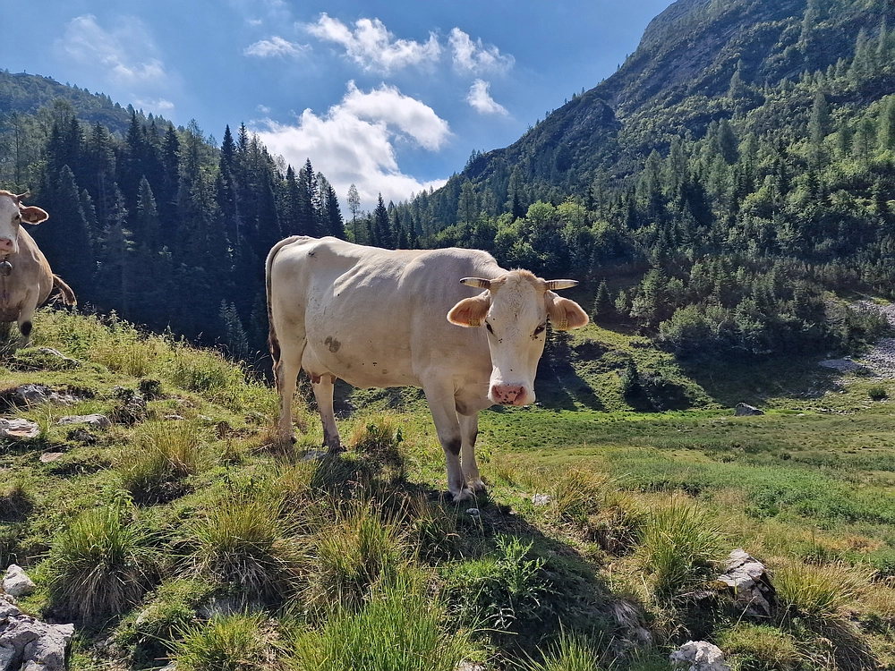 Slika je vidna v Google Chromu.