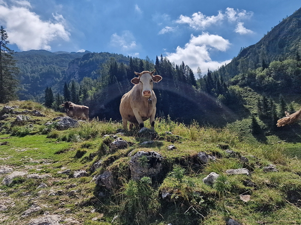 Slika je vidna v Google Chromu.