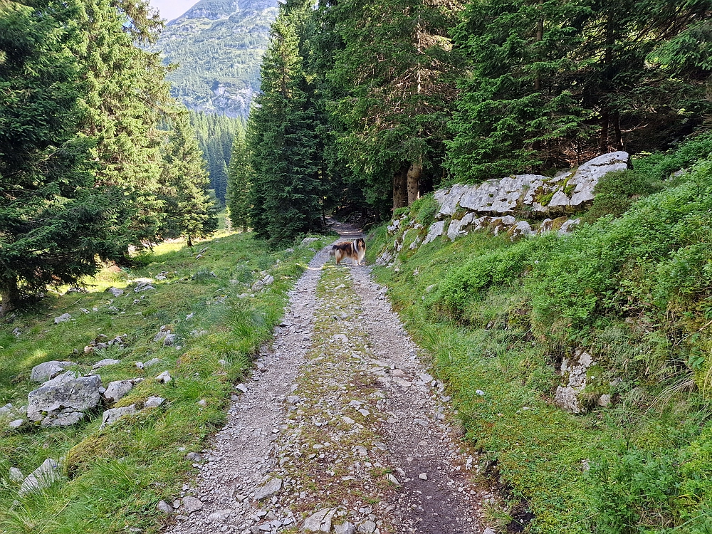 Slika je vidna v Google Chromu.