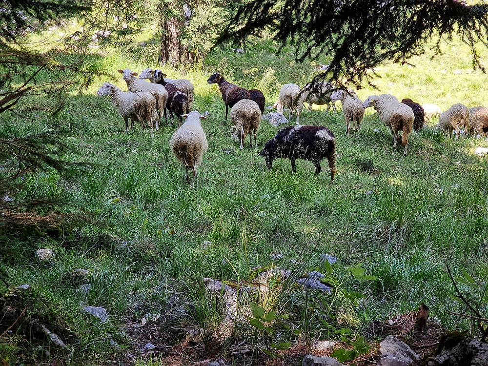 Slika je vidna v Google Chromu.