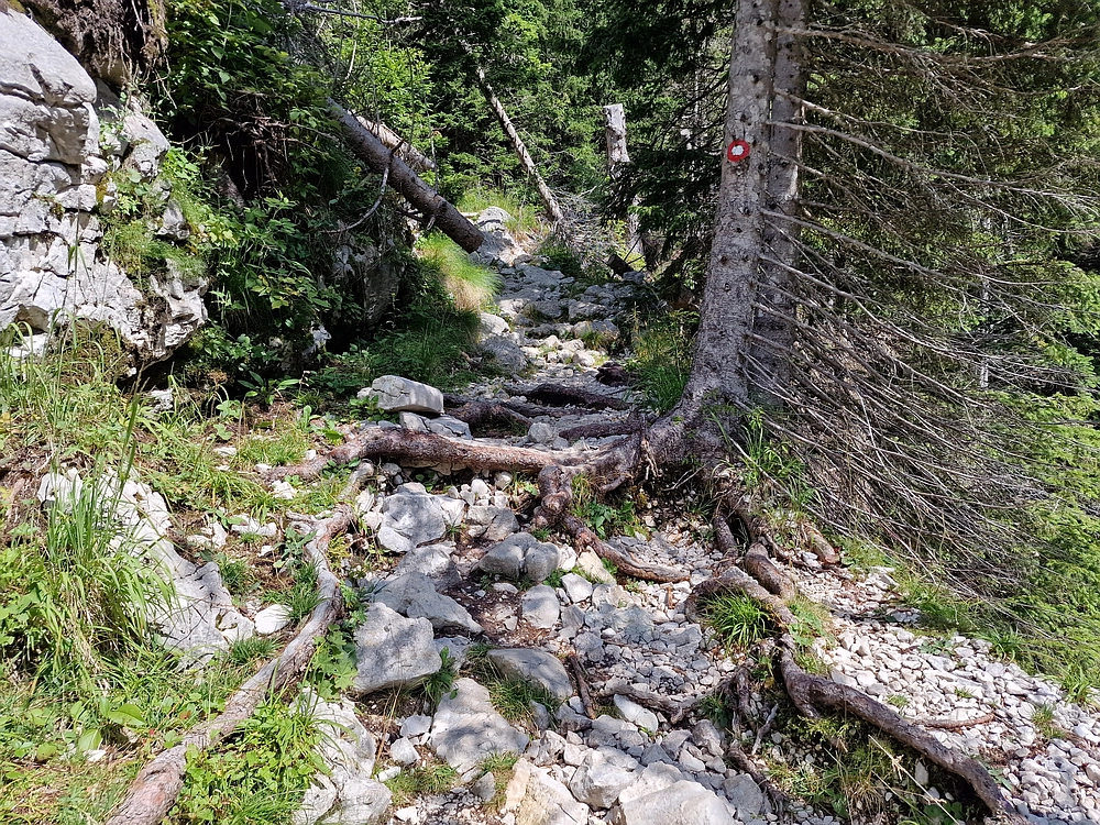 Slika je vidna v Google Chromu.