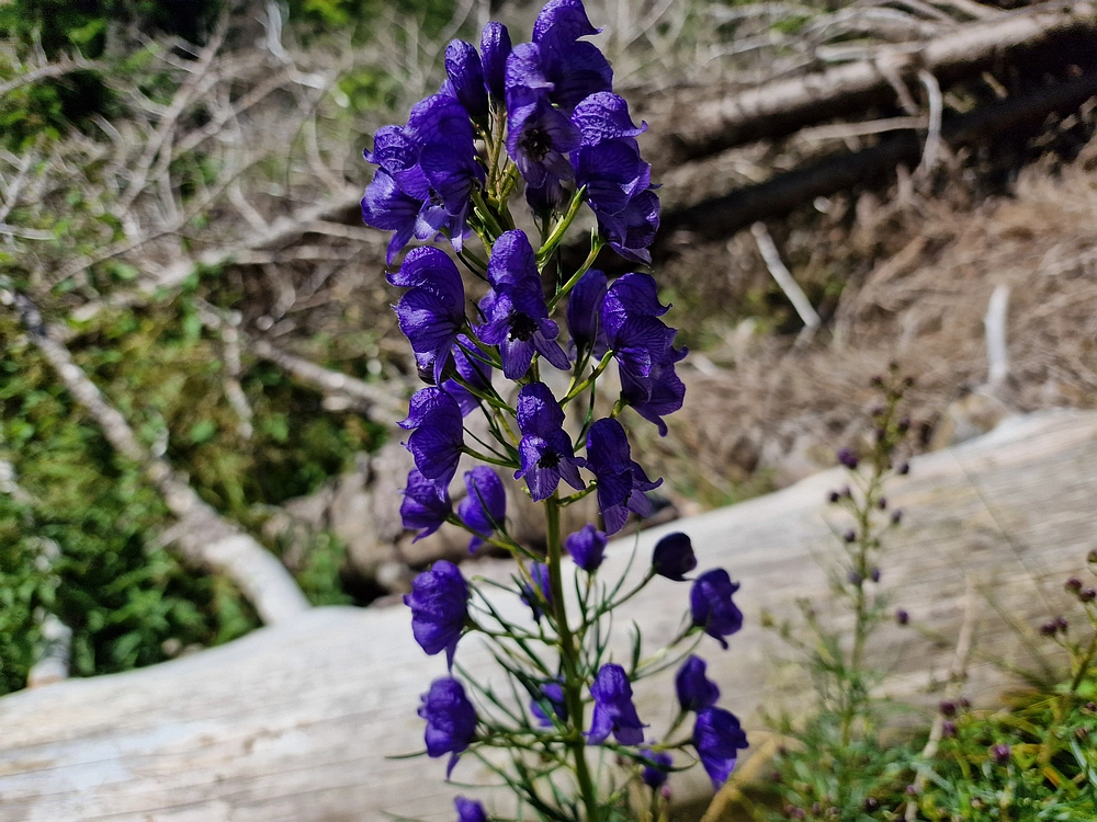 Slika je vidna v Google Chromu.