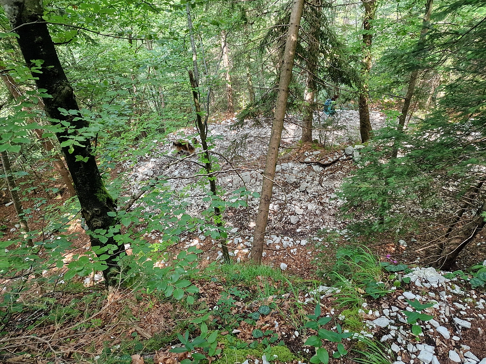 Slika je vidna v Google Chromu.