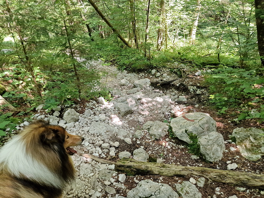 Slika je vidna v Google Chromu.