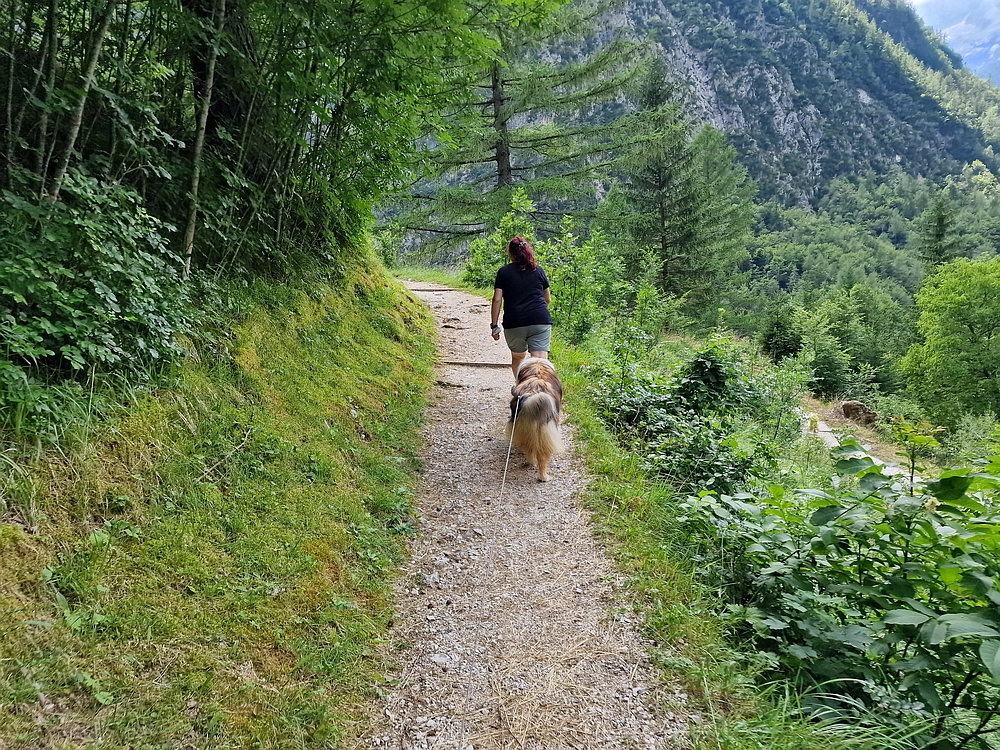 Slika je vidna v Google Chromu.