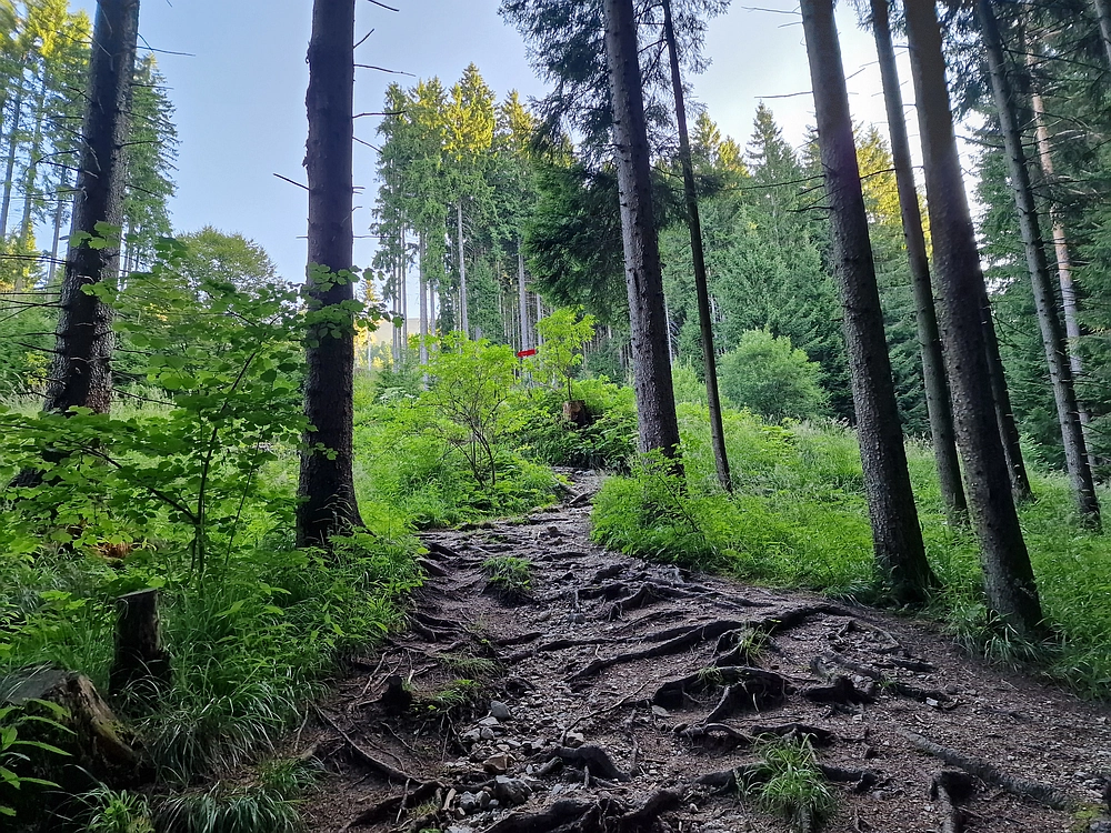 Slika je vidna v Google Chromu.