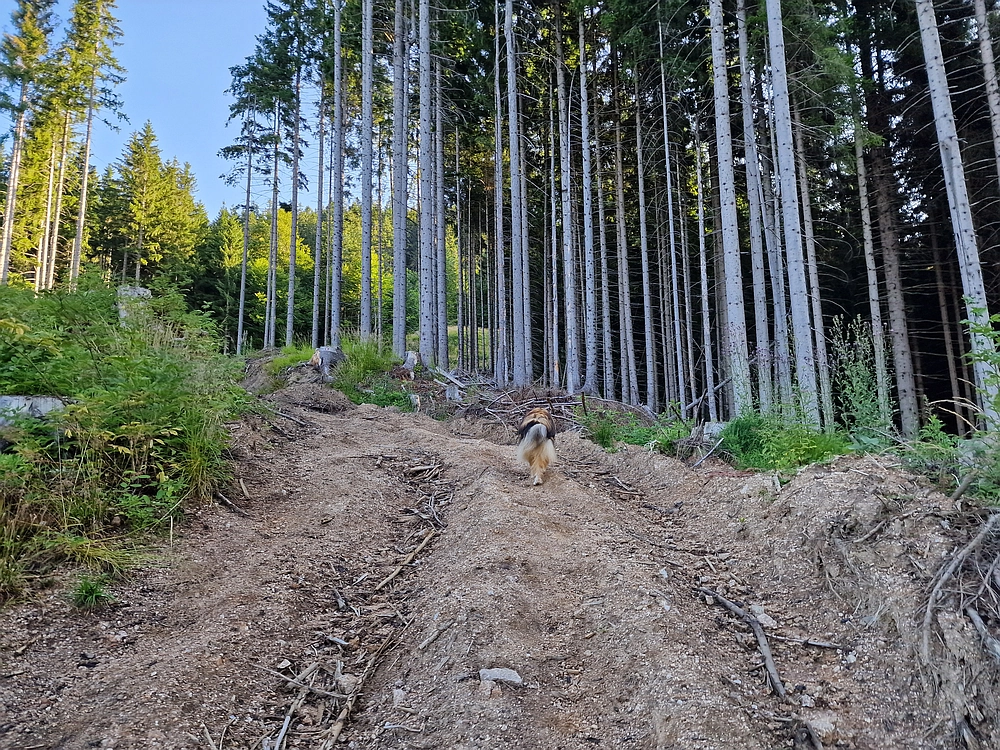 Slika je vidna v Google Chromu.