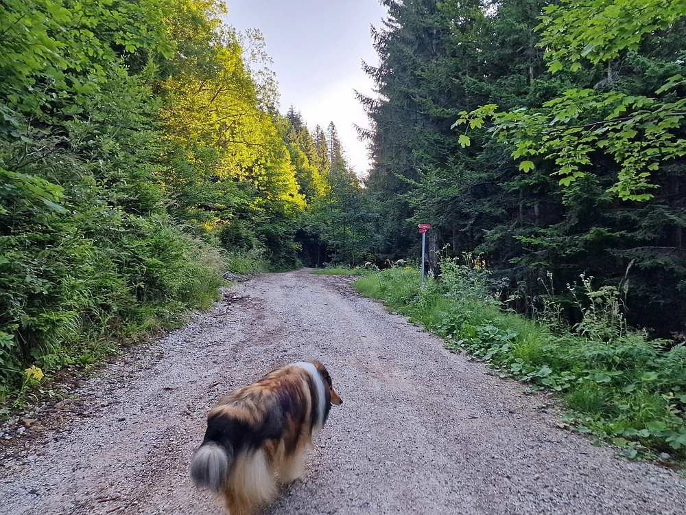 Slika je vidna v Google Chromu.