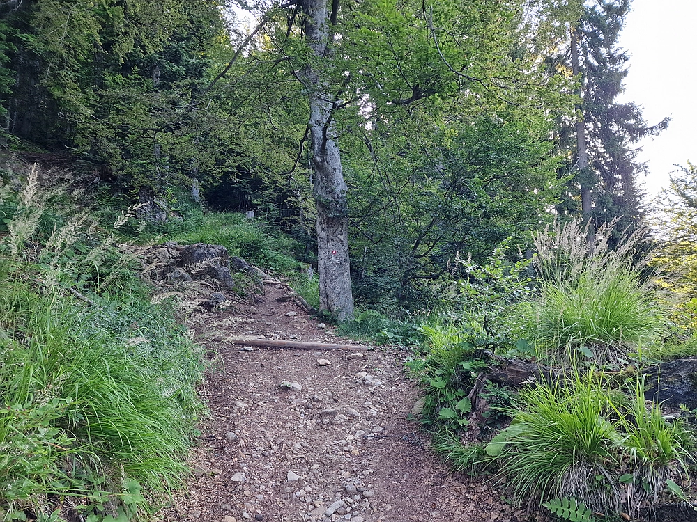 Slika je vidna v Google Chromu.