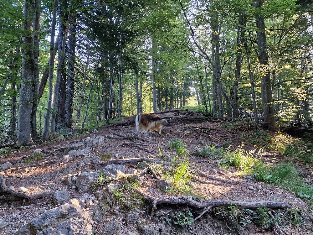 Slika je vidna v Google Chromu.