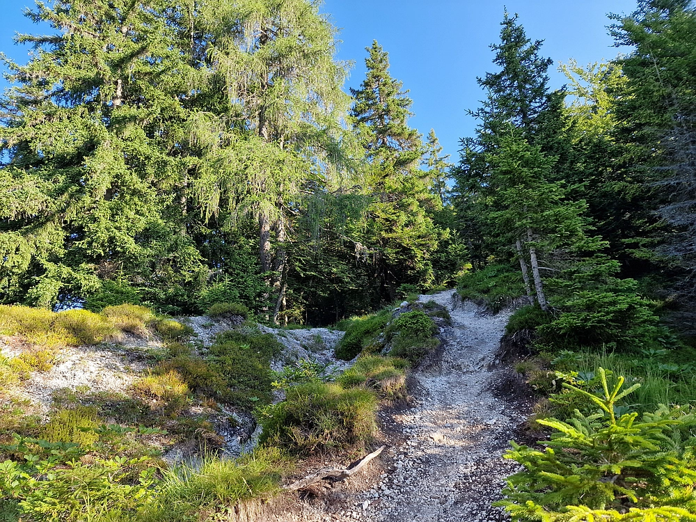 Slika je vidna v Google Chromu.