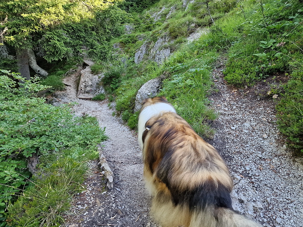 Slika je vidna v Google Chromu.