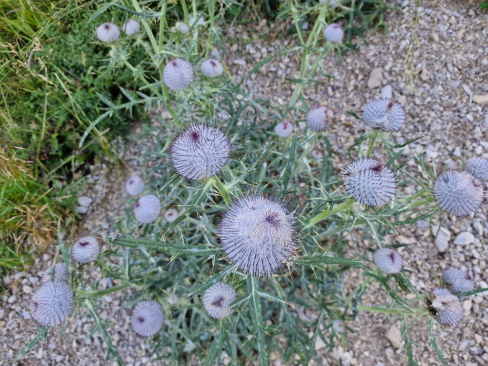 Slika je vidna v Google Chromu.