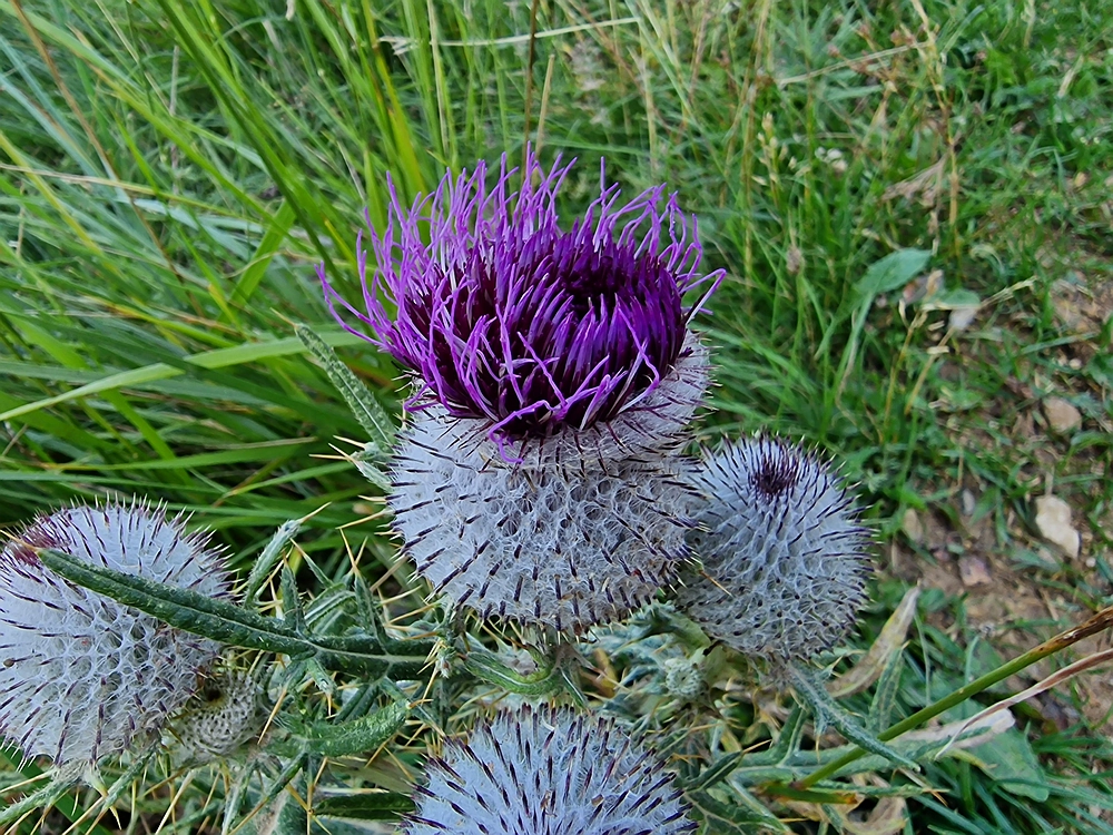 Slika je vidna v Google Chromu.