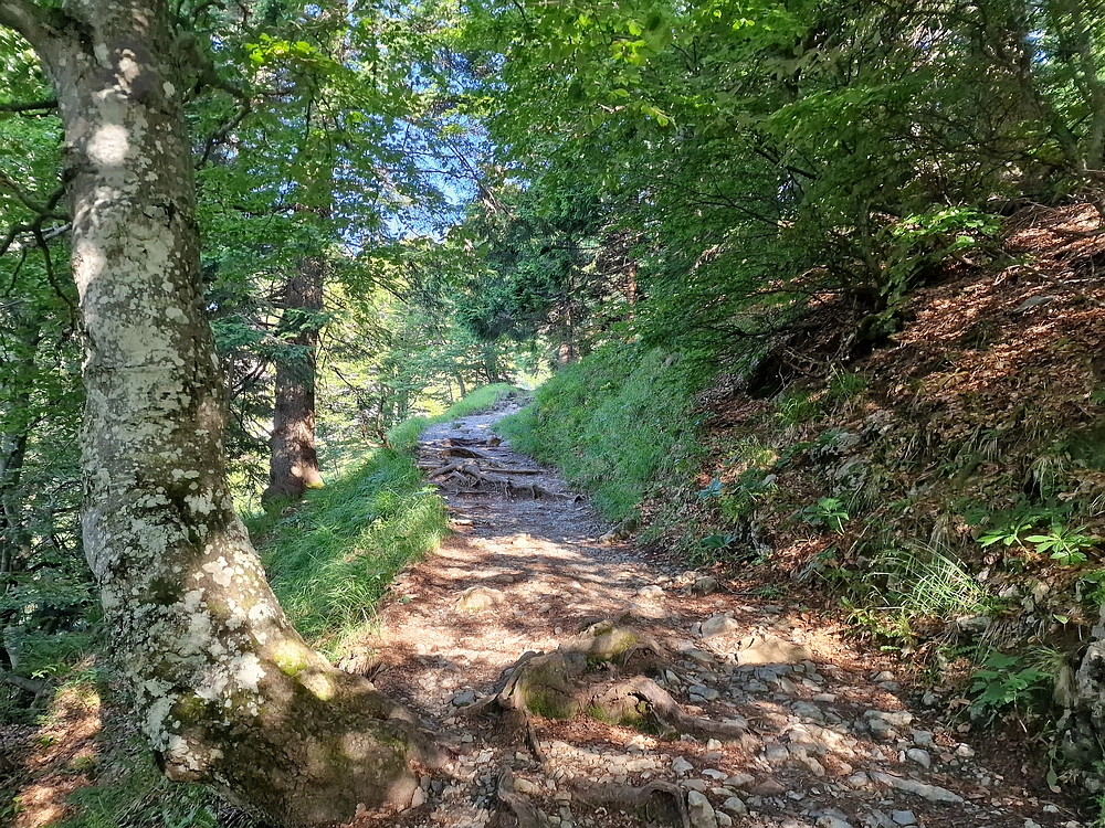 Slika je vidna v Google Chromu.