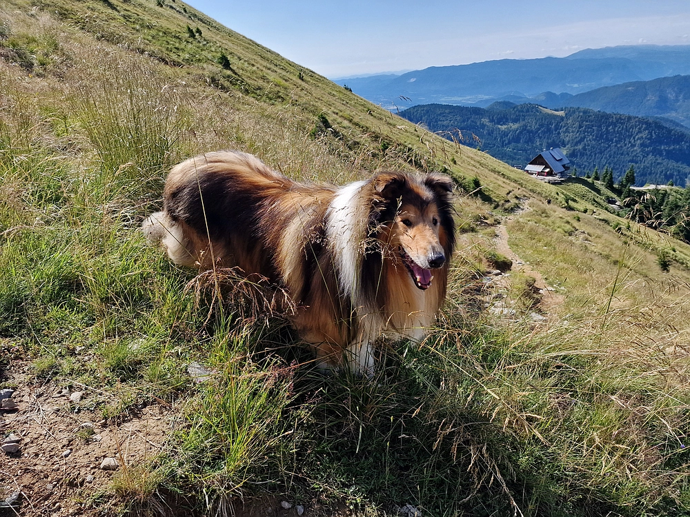 Slika je vidna v Google Chromu.