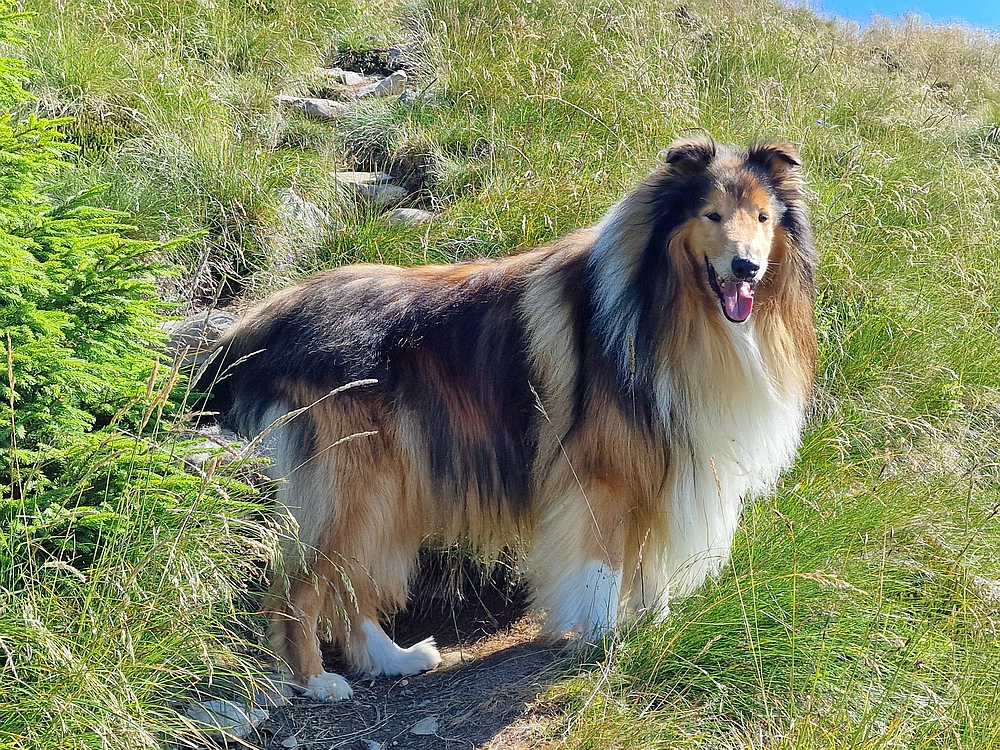 Slika je vidna v Google Chromu.