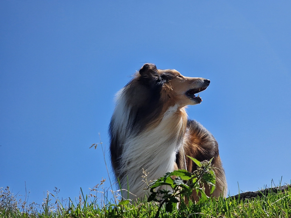 Slika je vidna v Google Chromu.