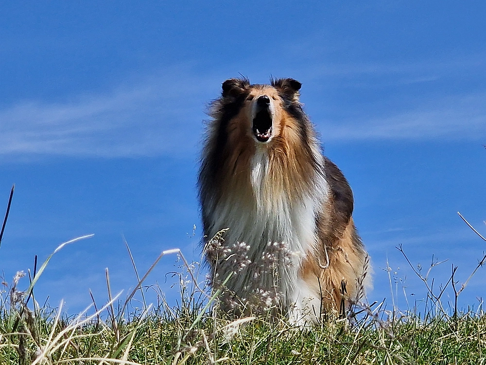Slika je vidna v Google Chromu.