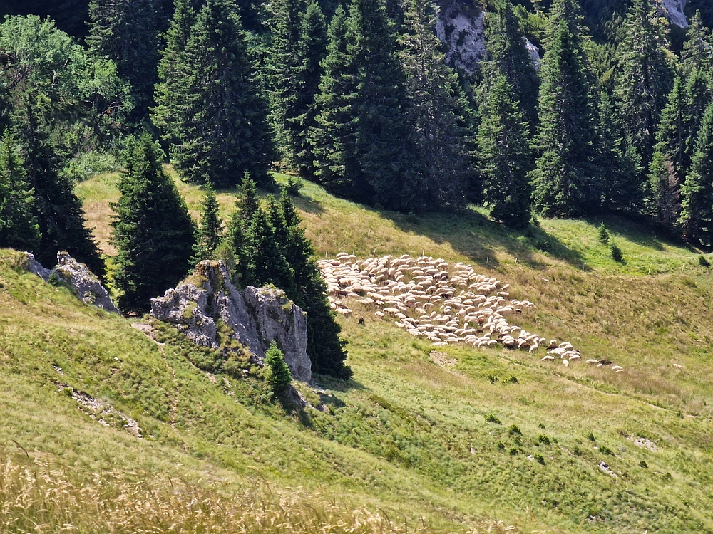 Slika je vidna v Google Chromu.