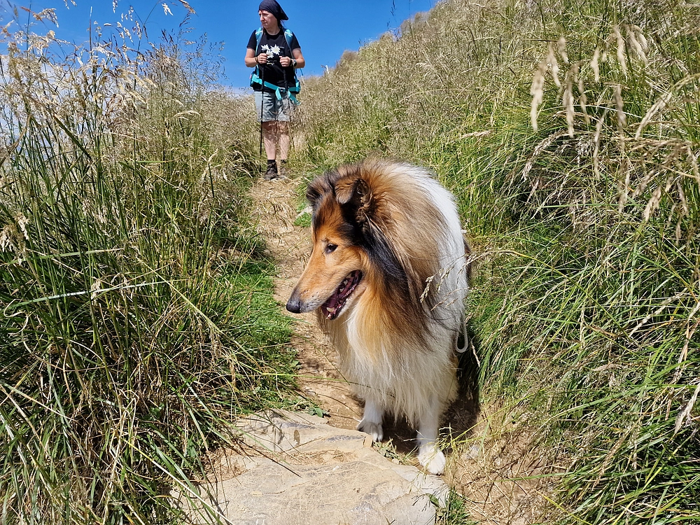 Slika je vidna v Google Chromu.
