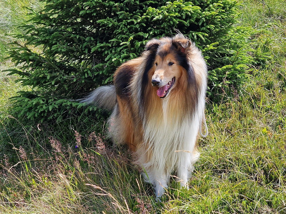 Slika je vidna v Google Chromu.