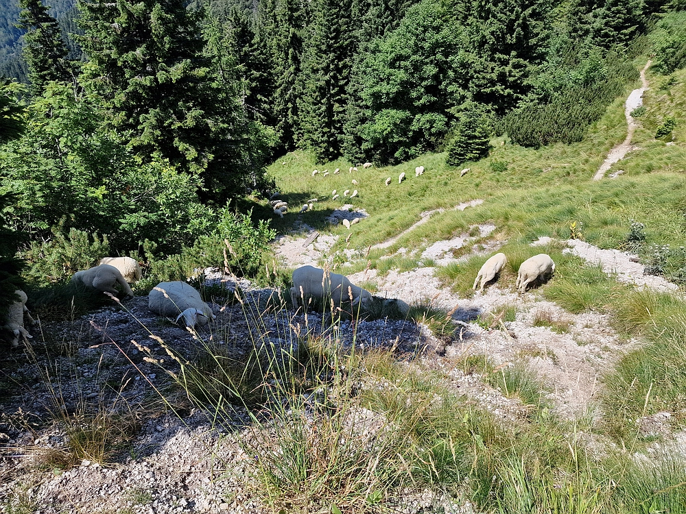 Slika je vidna v Google Chromu.