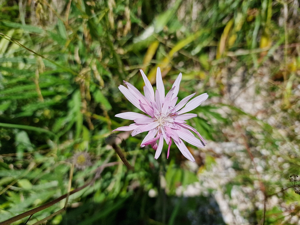 Slika je vidna v Google Chromu.