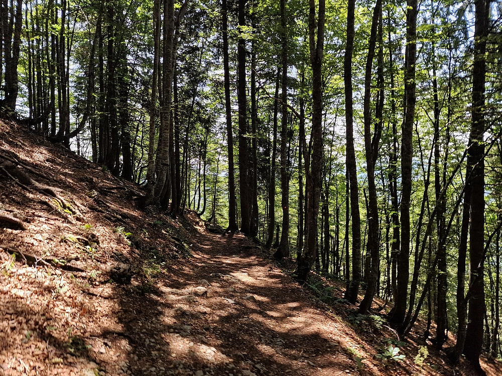 Slika je vidna v Google Chromu.