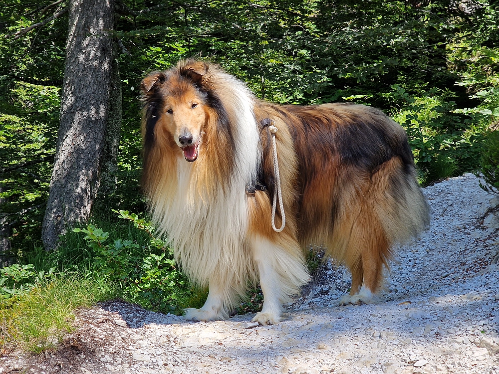 Slika je vidna v Google Chromu.