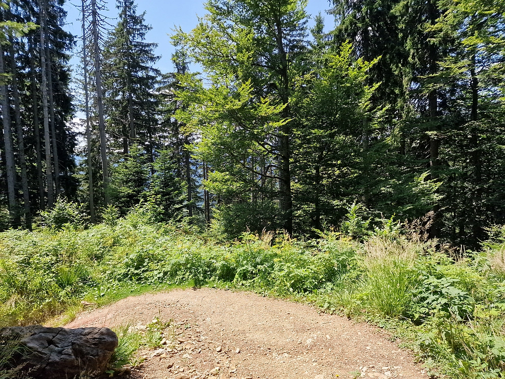 Slika je vidna v Google Chromu.