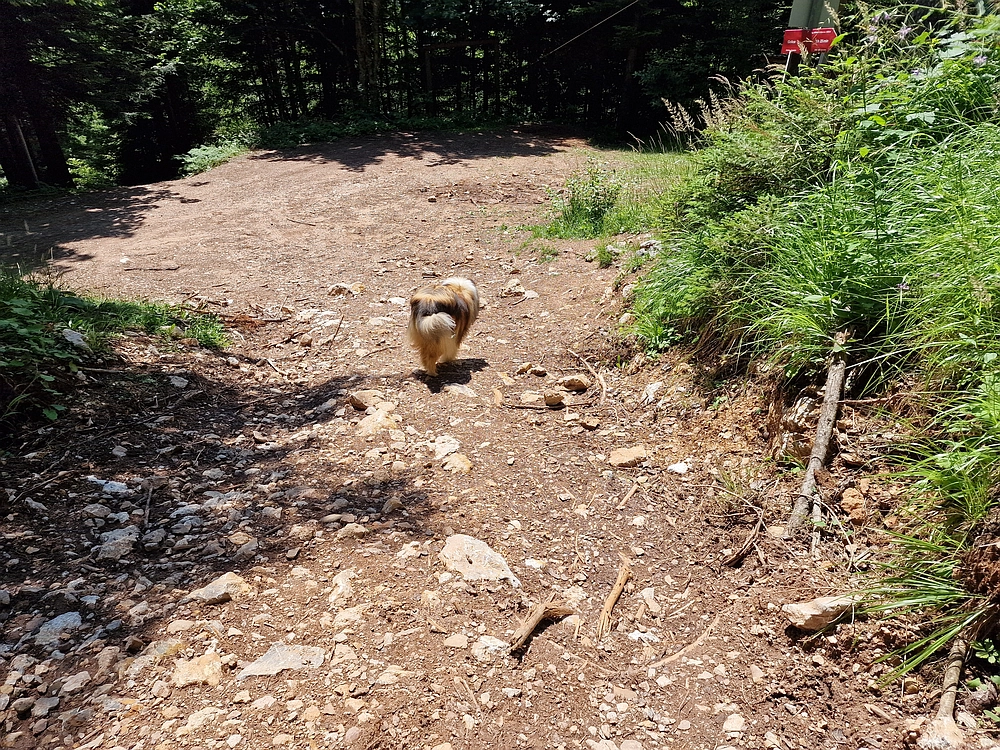 Slika je vidna v Google Chromu.