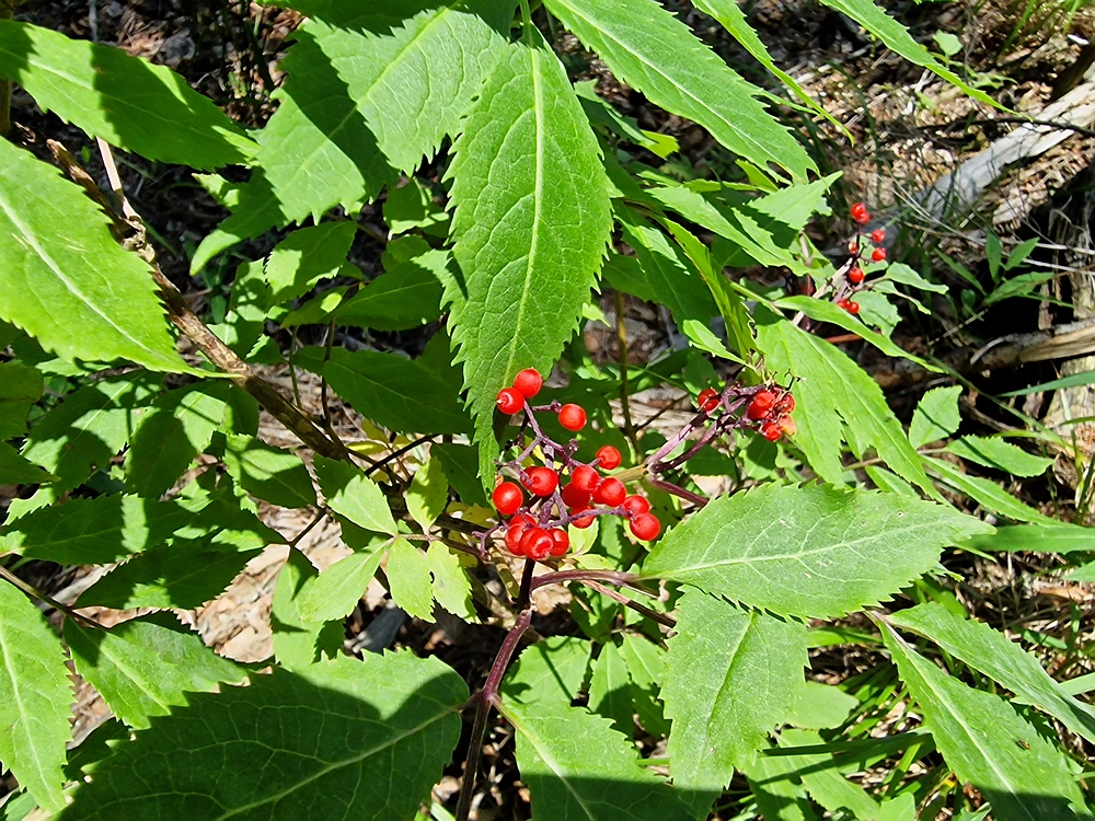Slika je vidna v Google Chromu.
