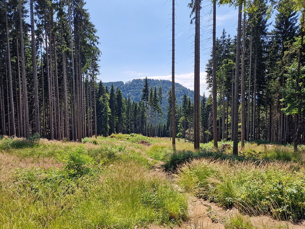 Slika je vidna v Google Chromu.