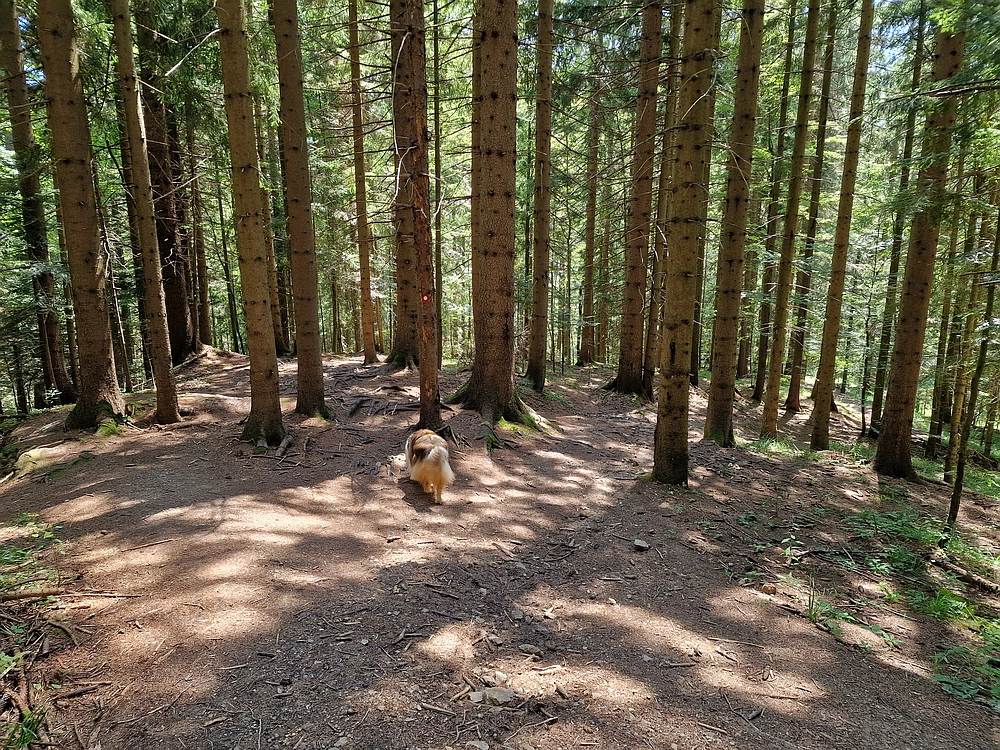 Slika je vidna v Google Chromu.