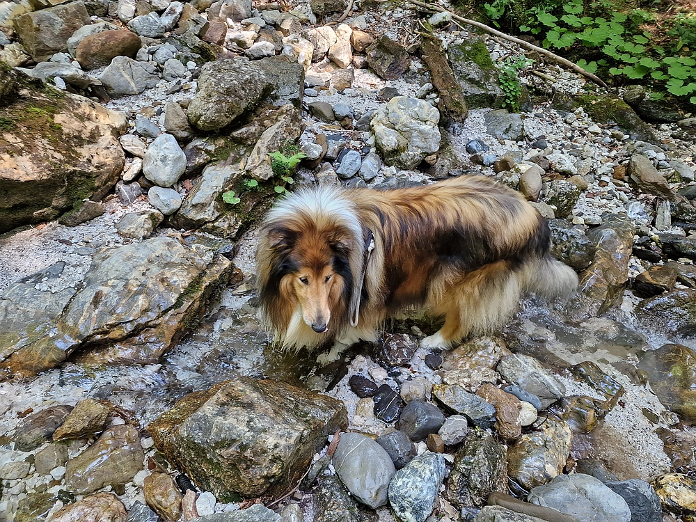 Slika je vidna v Google Chromu.