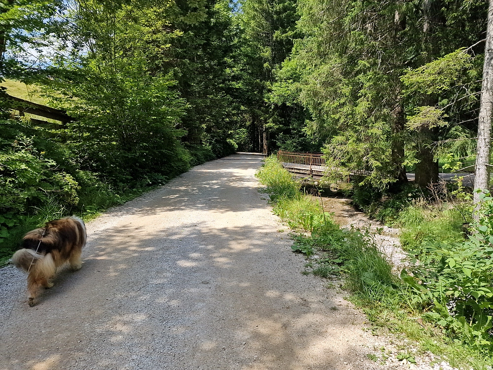 Slika je vidna v Google Chromu.