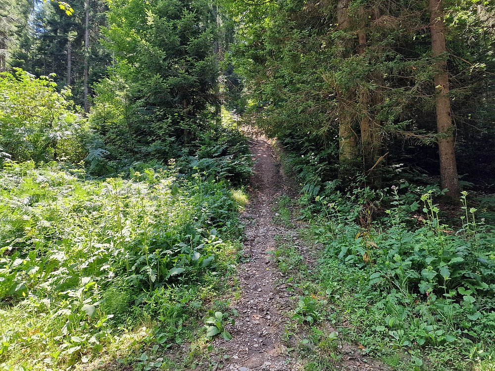 Slika je vidna v Google Chromu.