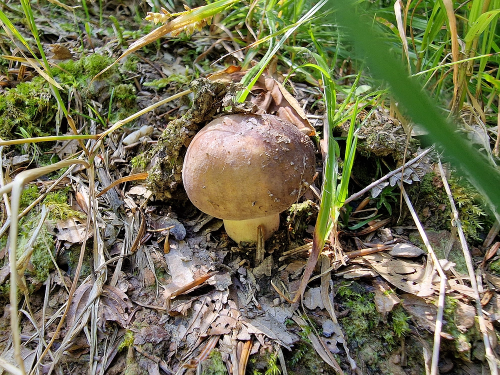 Slika je vidna v Google Chromu.