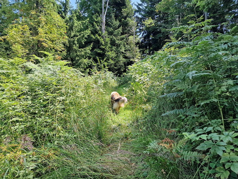 Slika je vidna v Google Chromu.