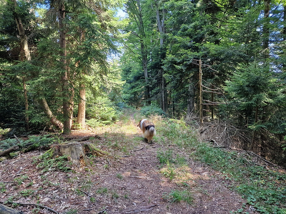 Slika je vidna v Google Chromu.