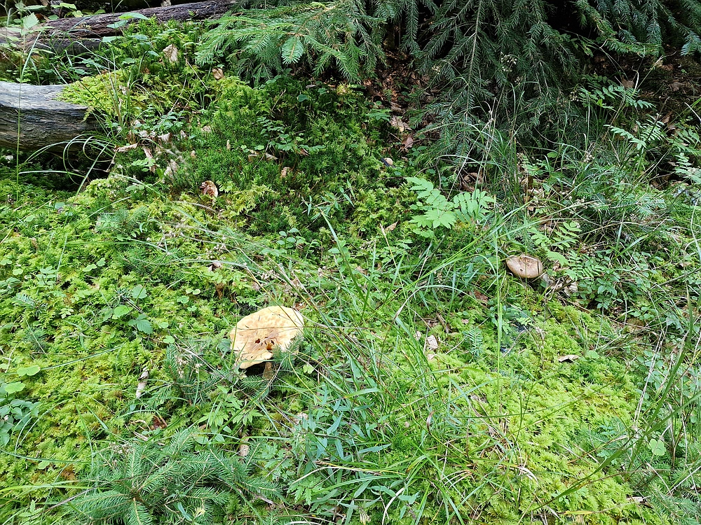 Slika je vidna v Google Chromu.