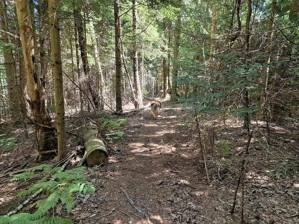 Slika je vidna v Google Chromu.
