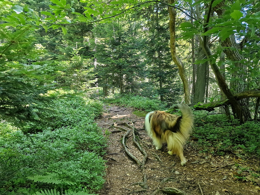 Slika je vidna v Google Chromu.