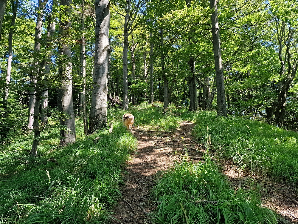 Slika je vidna v Google Chromu.