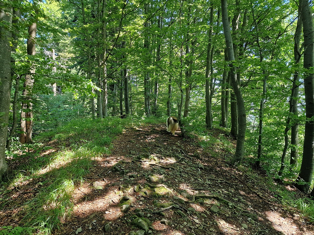 Slika je vidna v Google Chromu.